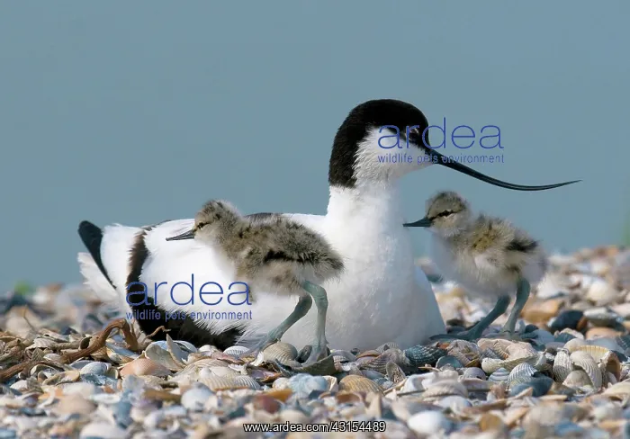 : Pied Avocet : Pied Avocet