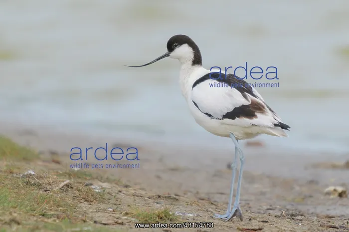 : Pied Avocet : Pied Avocet