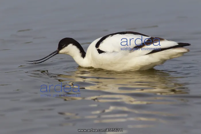 : Pied Avocet : Pied Avocet