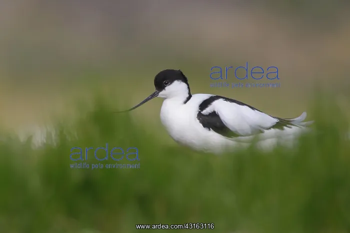 : Pied Avocet : Pied Avocet