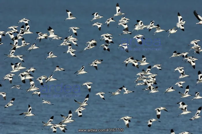 : Pied Avocet : Pied Avocet