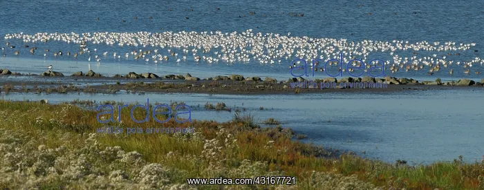 : Pied Avocet : Pied Avocet