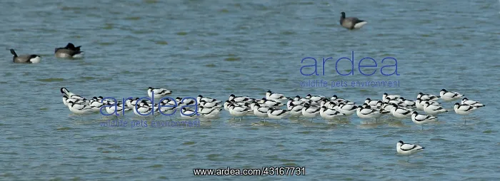 : Pied Avocet : Pied Avocet