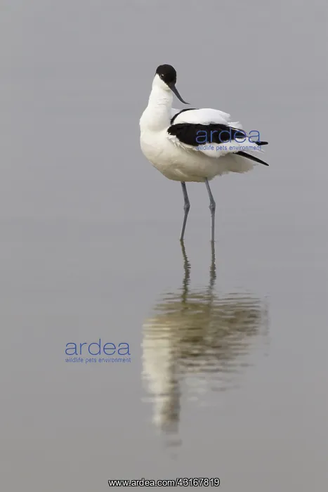 : Pied Avocet : Pied Avocet