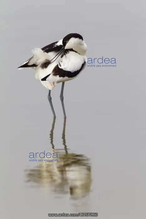 : Pied Avocet : Pied Avocet