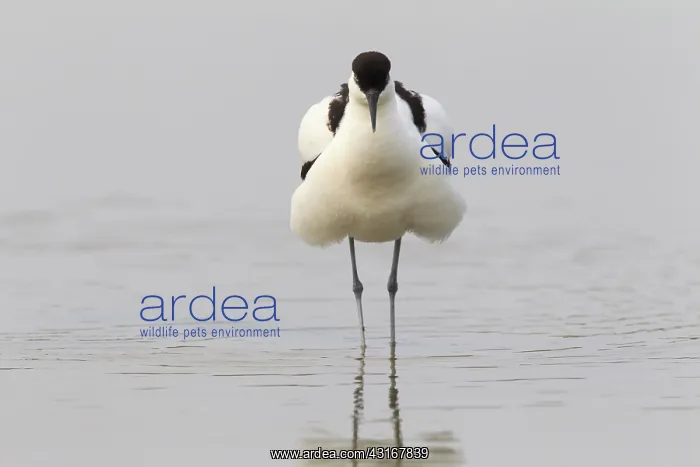 : Pied Avocet : Pied Avocet