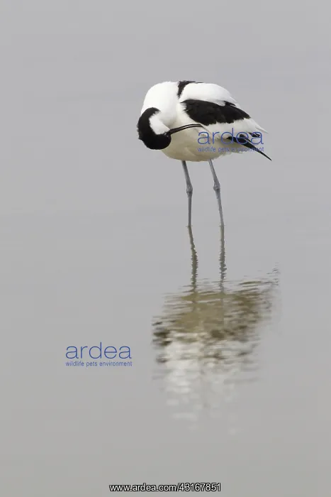 : Pied Avocet : Pied Avocet