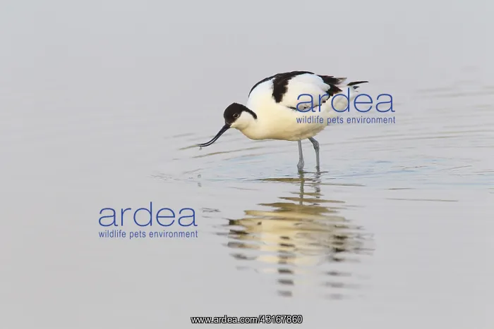 : Pied Avocet : Pied Avocet