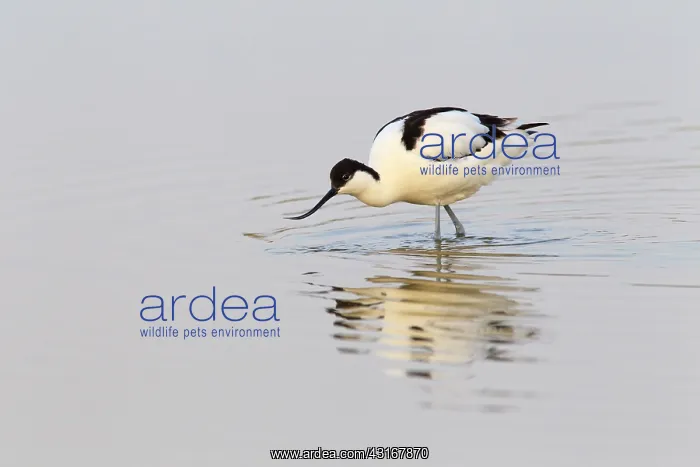 : Pied Avocet : Pied Avocet
