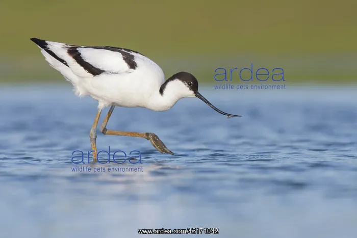 : Pied Avocet : Pied Avocet