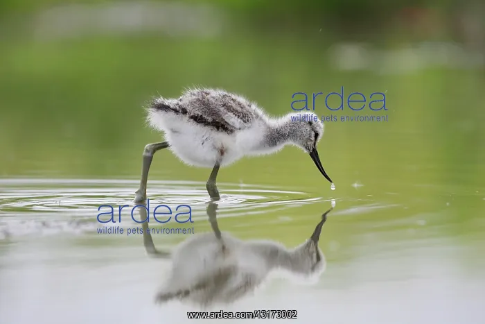: Pied Avocet : Pied Avocet