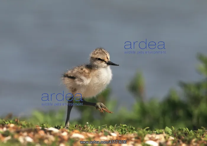: Pied Avocet : Pied Avocet