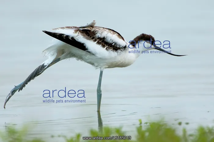 : Pied Avocet : Pied Avocet