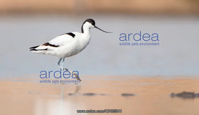 : Pied Avocet : Pied Avocet