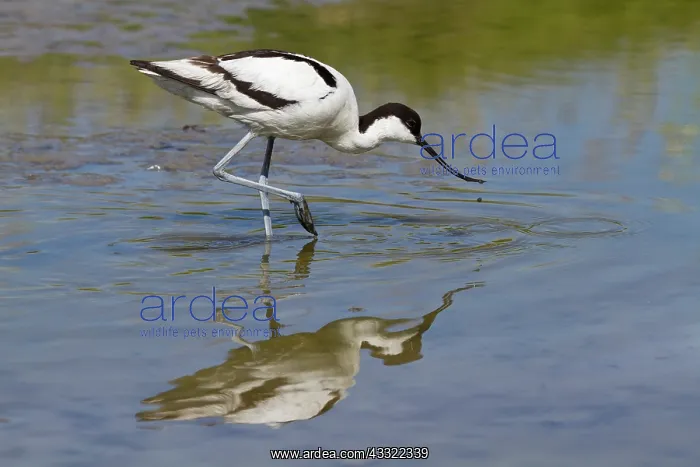 : Pied Avocet : Pied Avocet