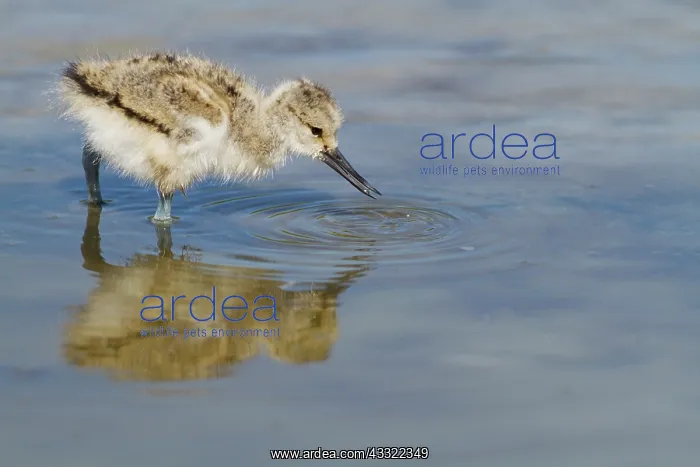 : Pied Avocet : Pied Avocet