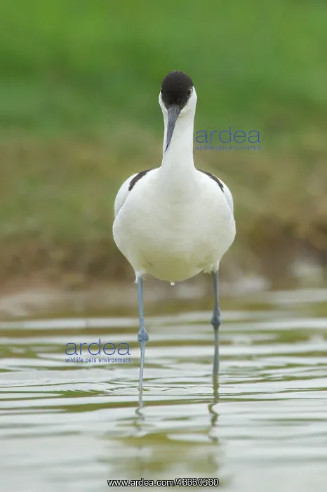 : Pied Avocet : Pied Avocet
