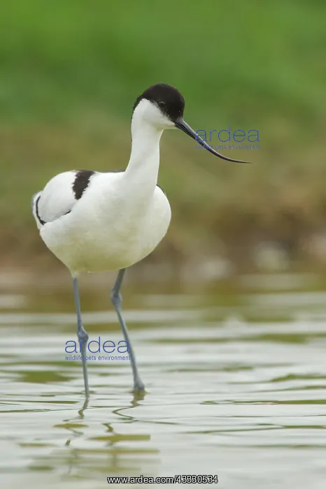 : Pied Avocet : Pied Avocet