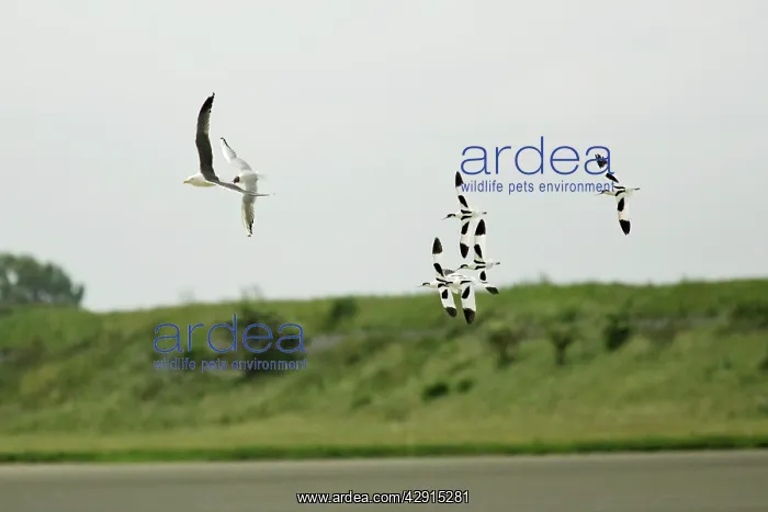 : Pied Avocet - 5 birds chasing gulls away from nests : Pied Avocet - 5 birds chasing gulls away from nests