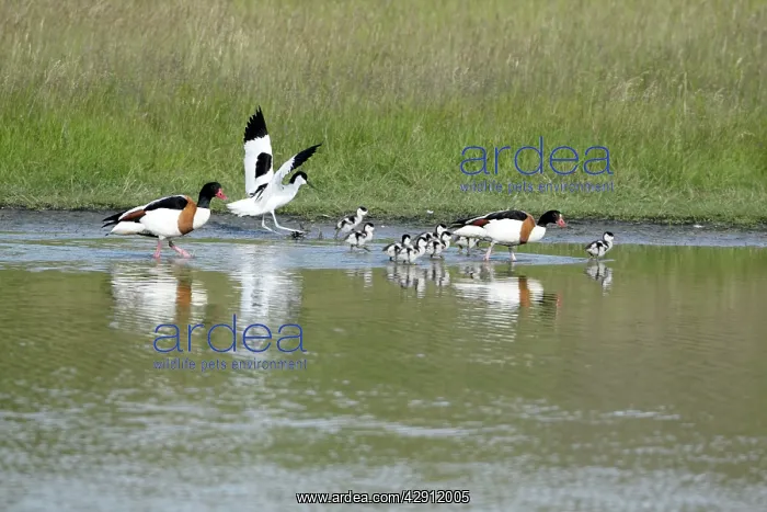 : Pied Avocet - attacking Shelduck family (Tadorna tadorna) : Pied Avocet - attacking Shelduck family (Tadorna tadorna)