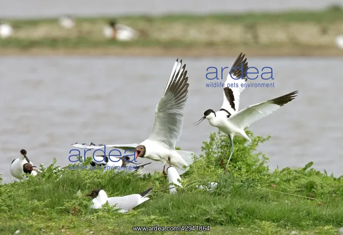 : Pied Avocet and Black-headed Gull (Larus ridibundus) : Pied Avocet and Black-headed Gull (Larus ridibundus)