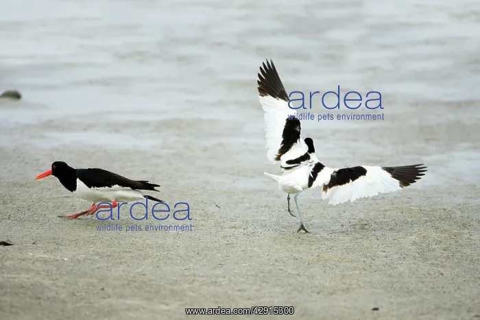 : Pied Avocet - chasing off oystercatcher ( Haematopus : Pied Avocet - chasing off oystercatcher ( Haematopus