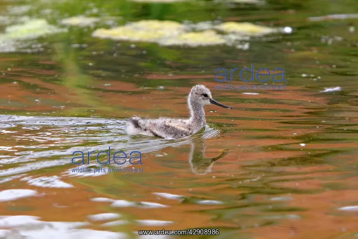 : Pied Avocet - chick : Pied Avocet - chick