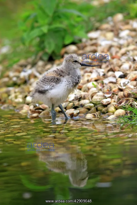 : Pied Avocet - chick : Pied Avocet - chick