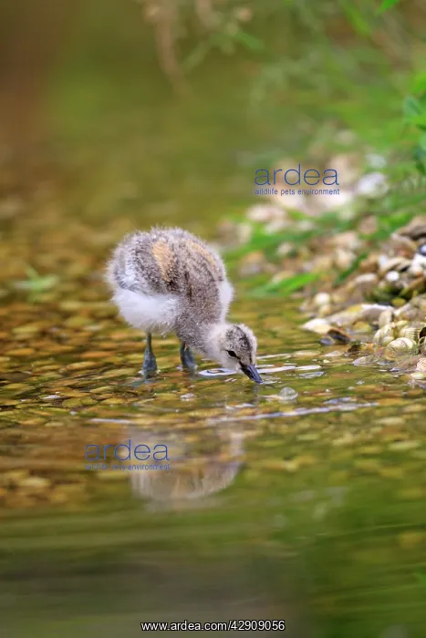 : Pied Avocet - chick : Pied Avocet - chick