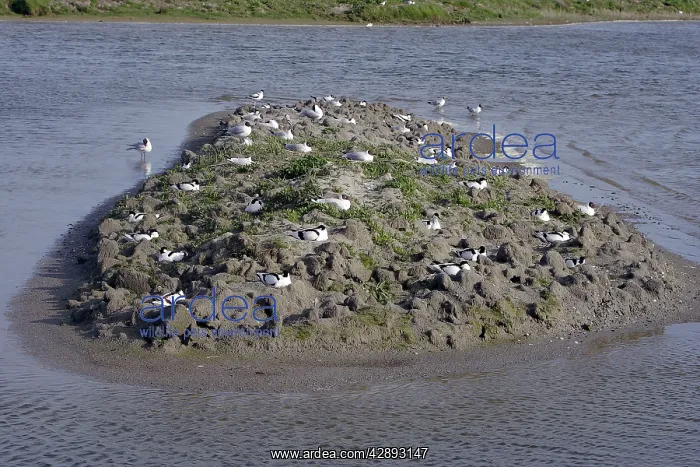 : Pied Avocet colony : Pied Avocet colony