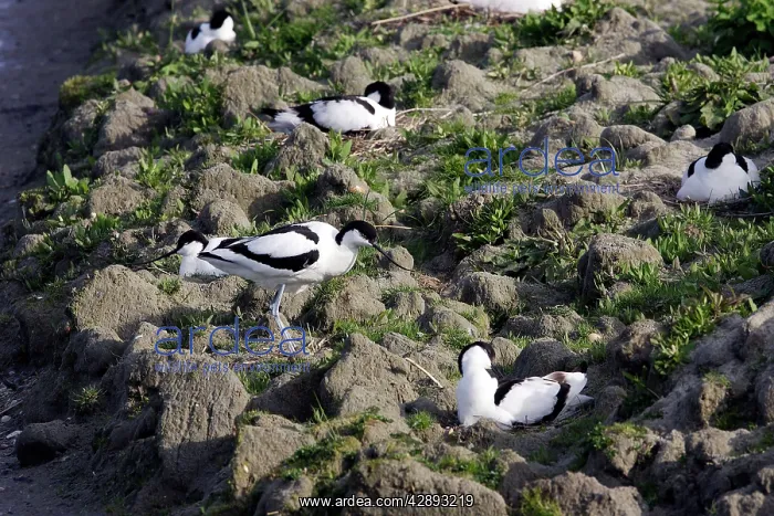 : Pied Avocet colony : Pied Avocet colony