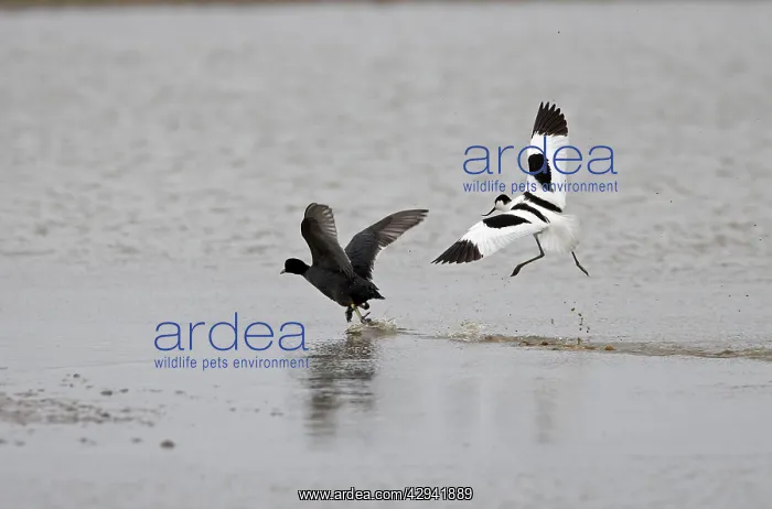 : Pied Avocet and Coot (Fulica atra) Avocet chasing off Coot : Pied Avocet and Coot (Fulica atra) Avocet chasing off Coot