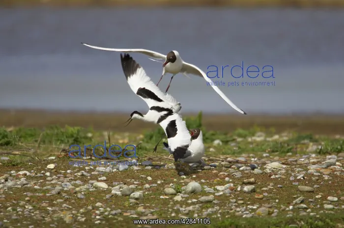 : Pied Avocet - defending territory against Black-Headed : Pied Avocet - defending territory against Black-Headed
