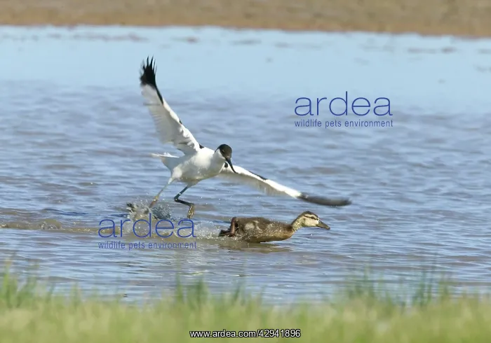 : Pied Avocet and Duckling - Duckling being chased by Avocet : Pied Avocet and Duckling - Duckling being chased by Avocet