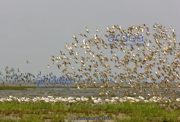 : Pied Avocet and Dunlin (Calidris alpina). Pied : Pied Avocet and Dunlin (Calidris alpina). Pied
