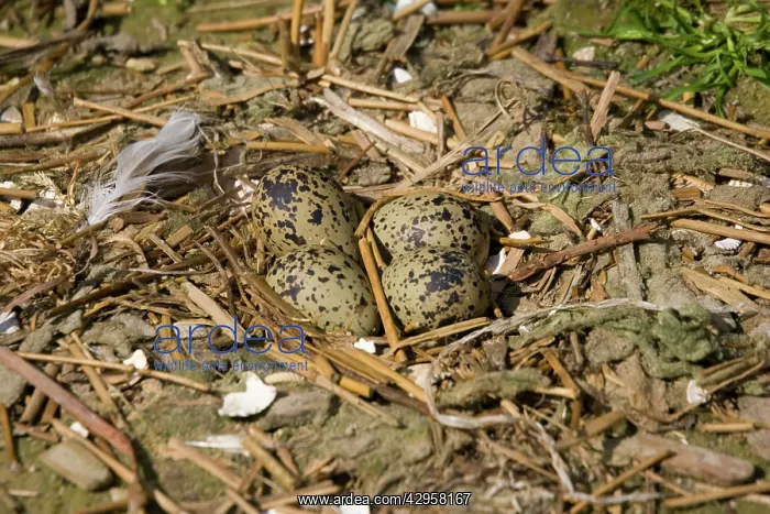 : Pied Avocet - Eggs in nest : Pied Avocet - Eggs in nest
