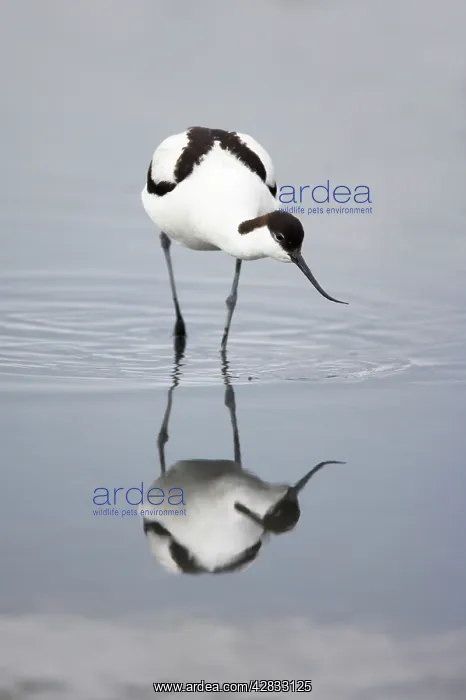 : Pied Avocet - Feeding : Pied Avocet - Feeding