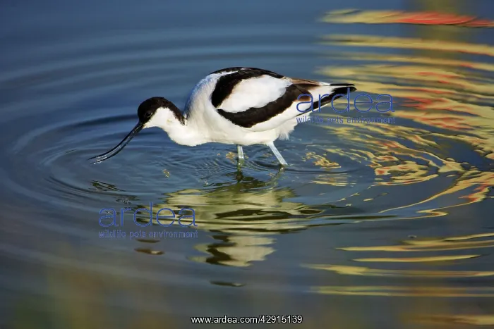  : Pied Avocet - feeding in shallow water