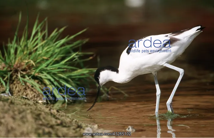 : Pied AVOCET - feeding in water : Pied AVOCET - feeding in water