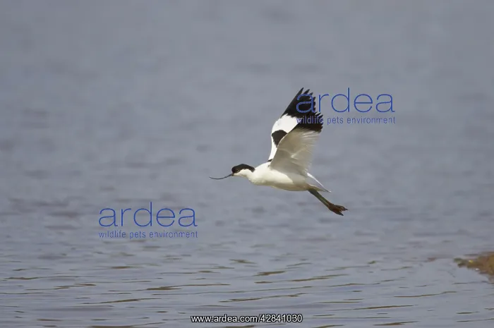 : Pied Avocet - in flight : Pied Avocet - in flight