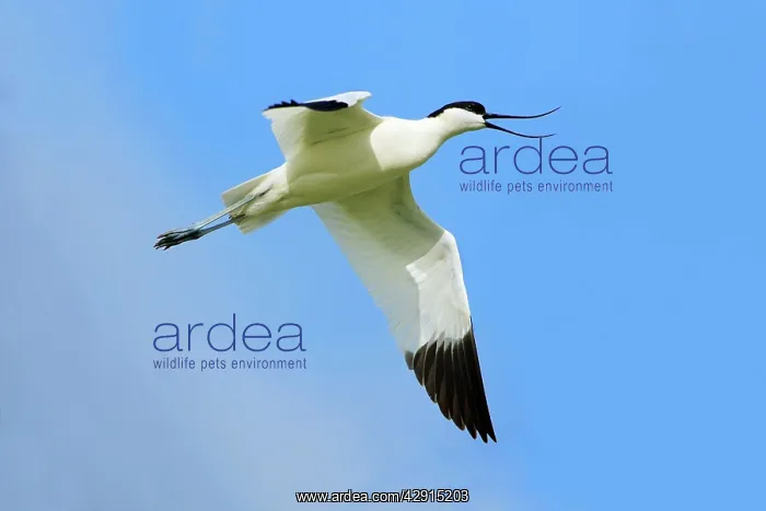  : Pied Avocet - in flight, calling