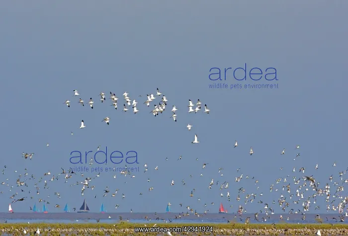 : Pied Avocet - in flight, with waders at the turn : Pied Avocet - in flight, with waders at the turn