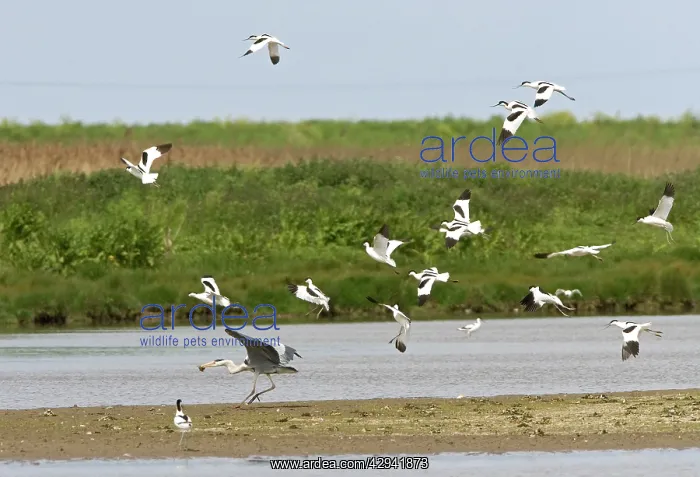 : Pied Avocet and Grey Heron, (Ardea cinerea) - Grey
