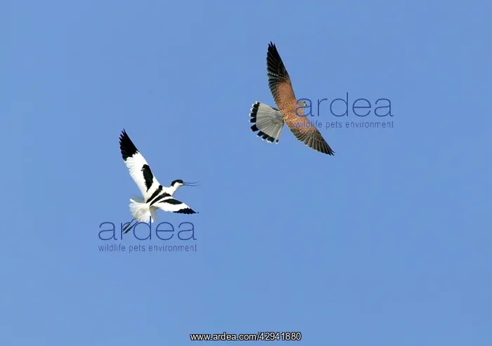 : Pied Avocet and Kestrel / Common Kestrel (Falco : Pied Avocet and Kestrel / Common Kestrel (Falco
