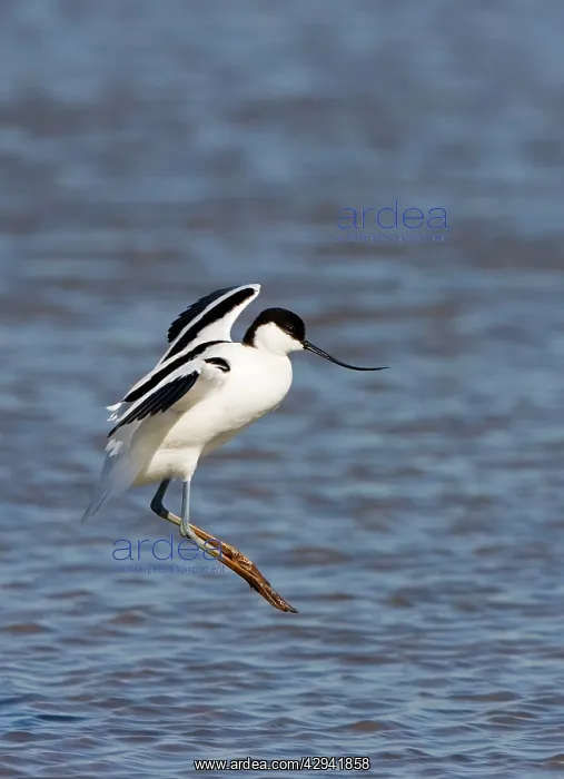  : Pied Avocet - Landing in over water