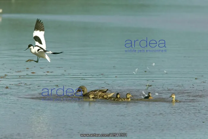 : Pied Avocet and Mallard (Anas platyrhynchos) Mallard : Pied Avocet and Mallard (Anas platyrhynchos) Mallard