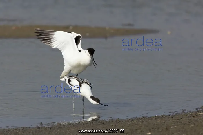: Pied Avocet - Mating : Pied Avocet - Mating