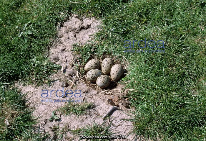 : Pied Avocet - nest with 5 eggs : Pied Avocet - nest with 5 eggs