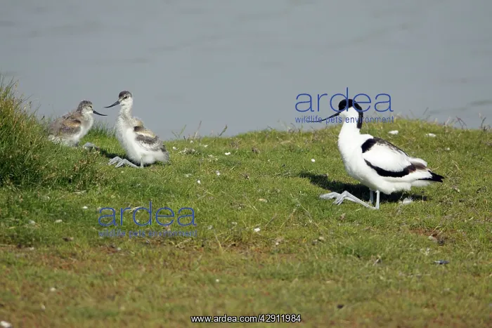 : Pied Avocet - parent bird and 2 chicks resting : Pied Avocet - parent bird and 2 chicks resting