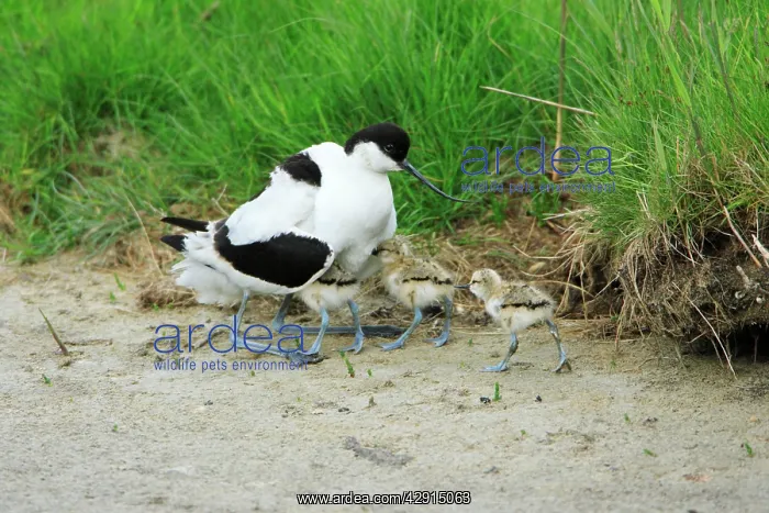 : Pied Avocet - parent bird warming chicks : Pied Avocet - parent bird warming chicks